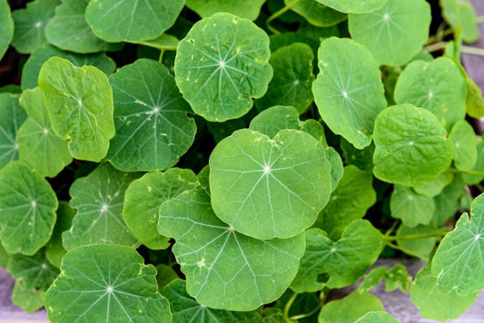 CENTELLA ASIÁTICA